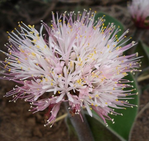 Haemanthus humilis subsp. hirsutus flowerhead